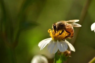 نقش بتاگلوکان دیواره مخمر در تقویت سیستم ایمنی زنبور عسل