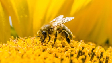اهميت جانشين گرده در تغذیه زنبور عسل