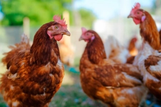 اهمیت کبد سالم برای تولید تخم مرغ