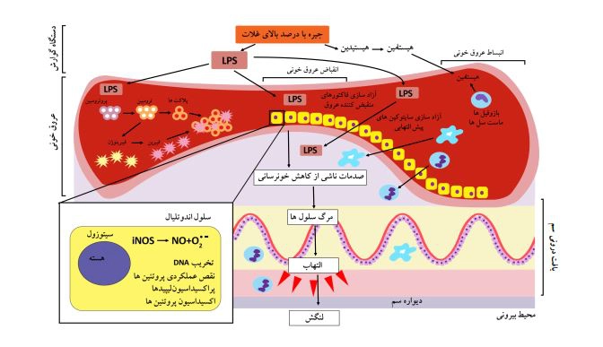 نقش اندوتوکسین‌ها در التهاب سُم