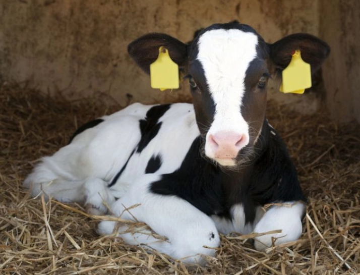 زیموس فرصتی برای تغذیه هدفمند گوساله‌های شیرخوار