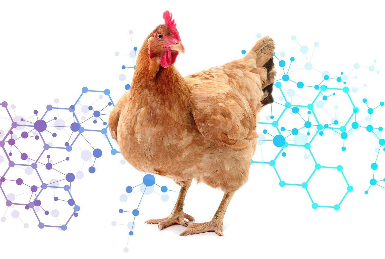پارا پرو بیوتیک (Paraprobiotic) و پست بیوتیک (postbiotic) در تغذیه مرغ مادر