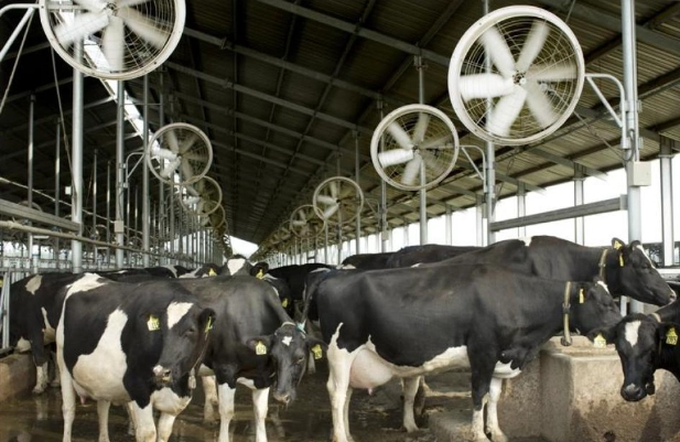 مدیریت تنش گرمایی در دوره خشکی گاو شیری