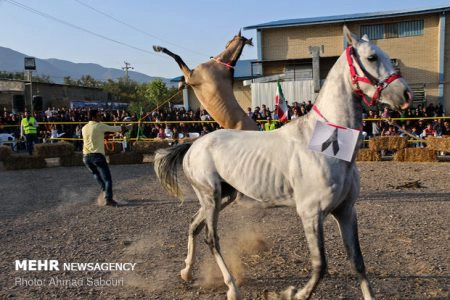 جشنواره ملی زیبایی اسب در چهارمحال و بختیاری برگزار می شود