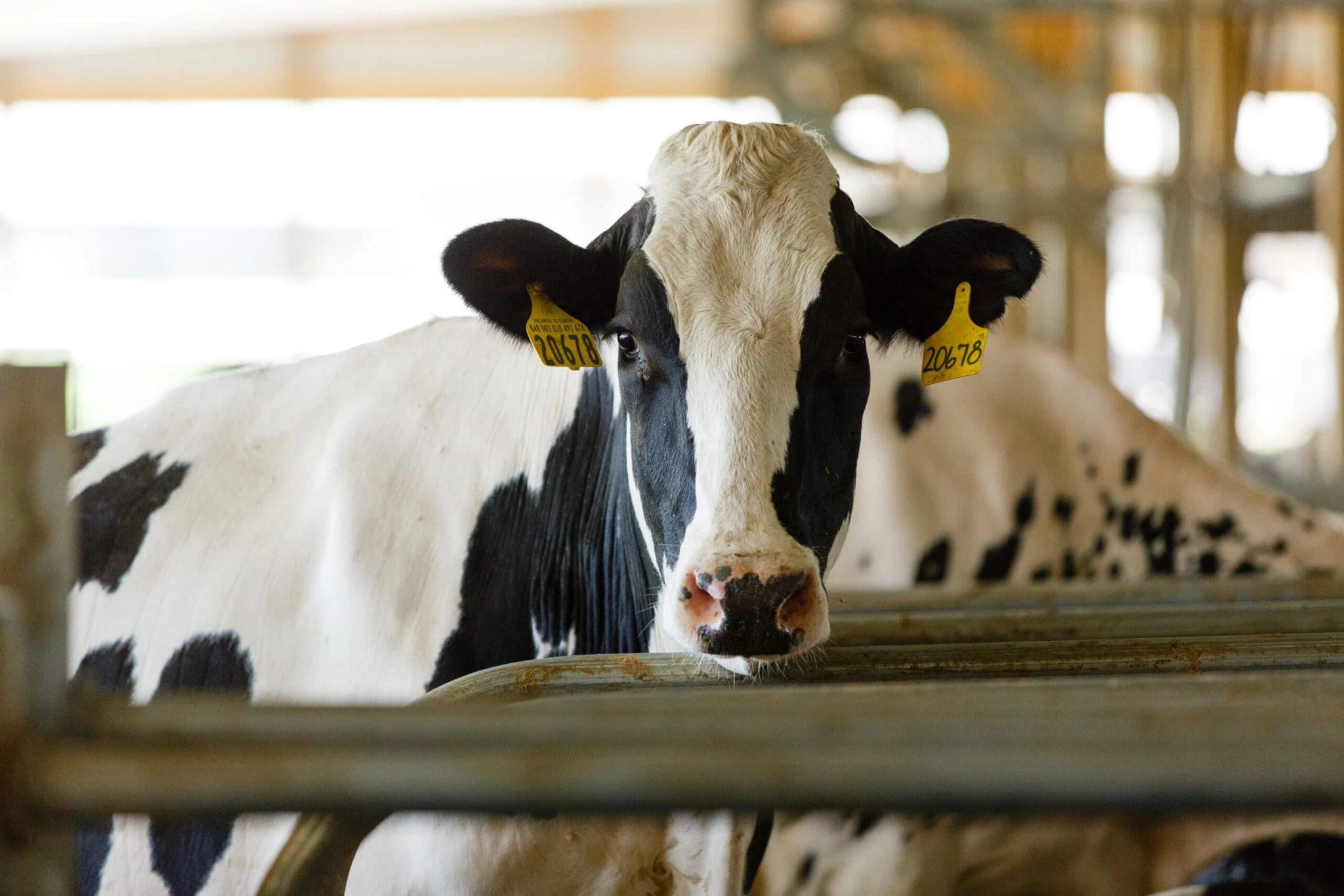 هضم و ارزیابی مدفوع در گاو شیری